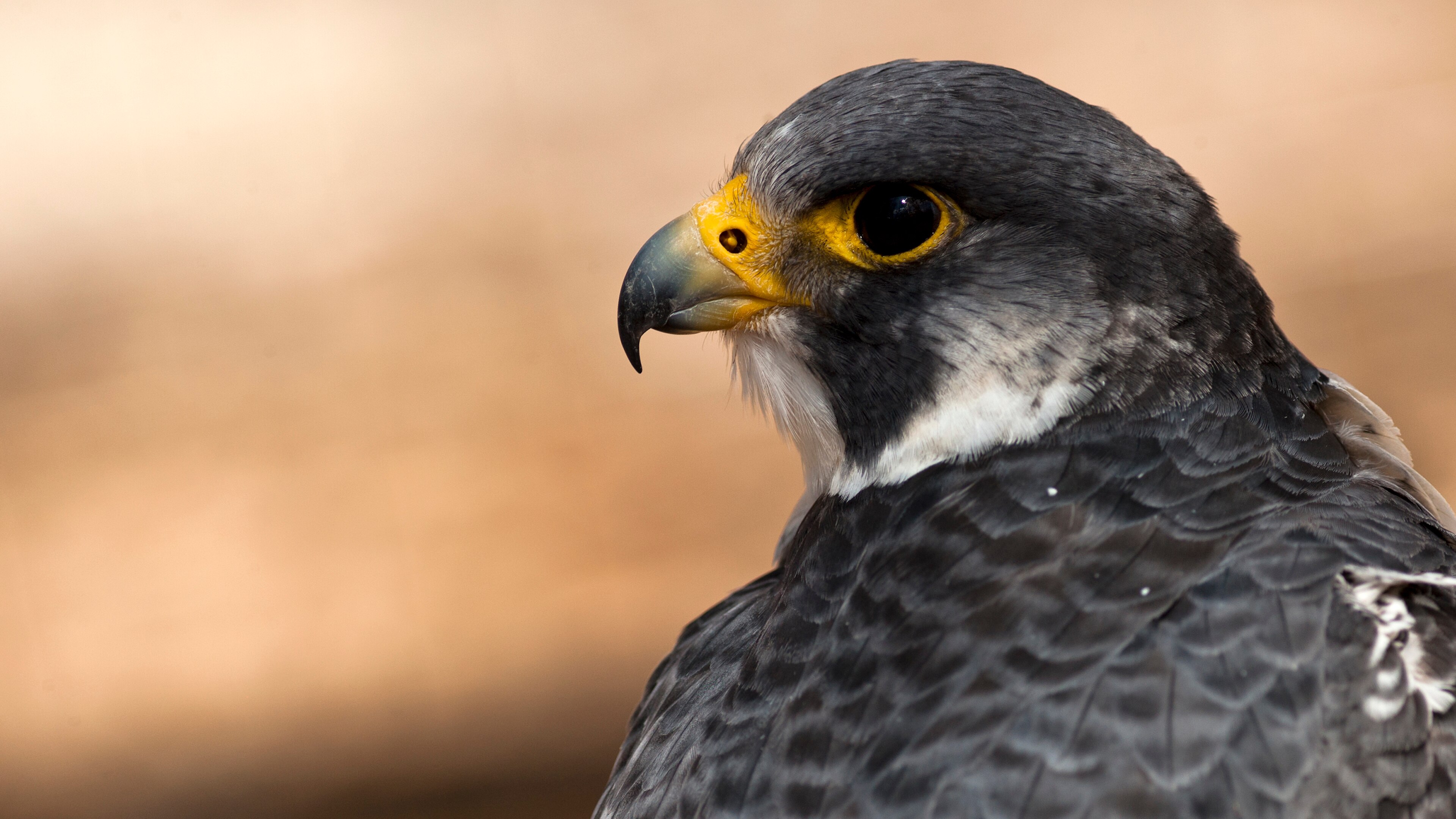 Peregrine falcon